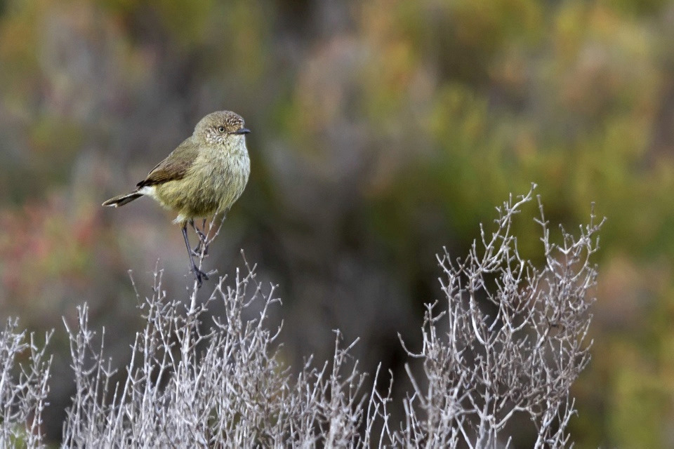 Slender-billed Thornbill (Acanthiza iredalei)